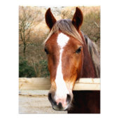 CHESTNUT HORSE FOTO AFDRUK (Voorkant)