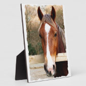 CHESTNUT HORSE FOTOPLAAT (Zijkant)