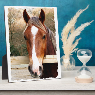 CHESTNUT HORSE FOTOPLAAT