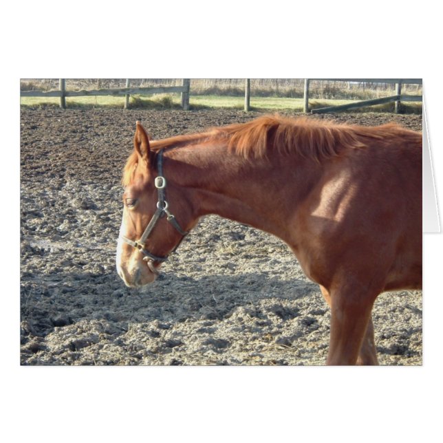 Chestnut Horse Love (Voorkant Horizontaal)