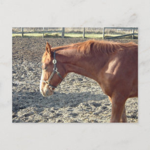 Chestnut Horse Love Briefkaart