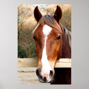 CHESTNUT HORSE POSTER