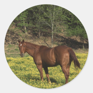 Chestnut in Gele Bloemen Ronde Sticker