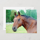 Chestnut Mare Briefkaart (Voorkant / Achterkant)