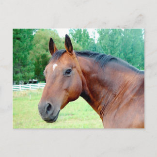 Chestnut Mare Briefkaart