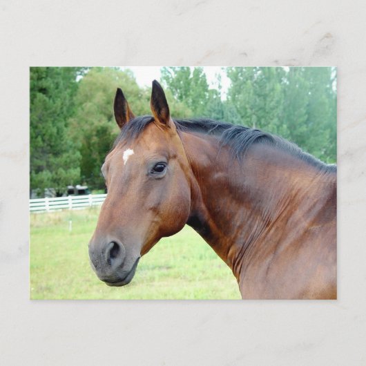 Chestnut Mare Briefkaart (Voorkant)