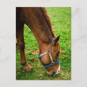 Chestnut na de geboorte briefkaart