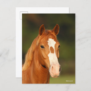 Chestnut Oldenburg Cross Welsh Headshot Briefkaart