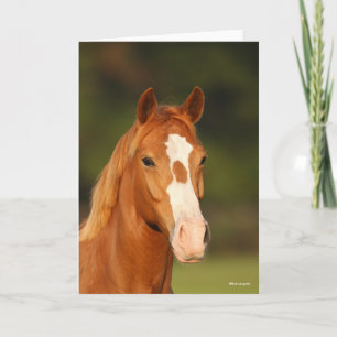 Chestnut Oldenburg Cross Welsh Headshot Kaart