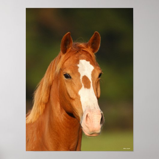 Chestnut Oldenburg Cross Welsh Headshot Poster (Voorkant)