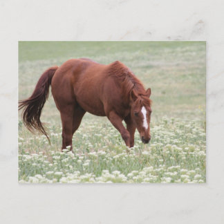 Chestnut paard in Briefkaart ter plaatse