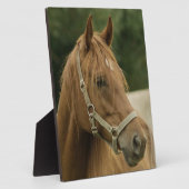 Chestnut paard in een veld fotoplaat (Zijkant)