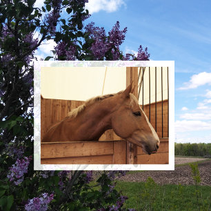 Chestnut paard met blaze in de Stall Briefkaart