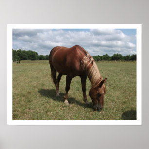 Chestnut Pasture Grazing Poster