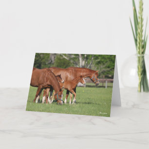 Chestnut Quarter Horse Mares and Foals Kaart