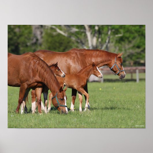 Chestnut Quarter Horse Mares and Foals Poster (Voorkant)