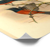 Chestnut Red Flycatcher Bird  Print (Hoek)