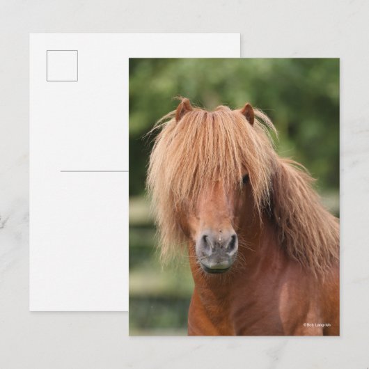 Chestnut Shetland Pony Stallion headshot Briefkaart (Voorkant / Achterkant)