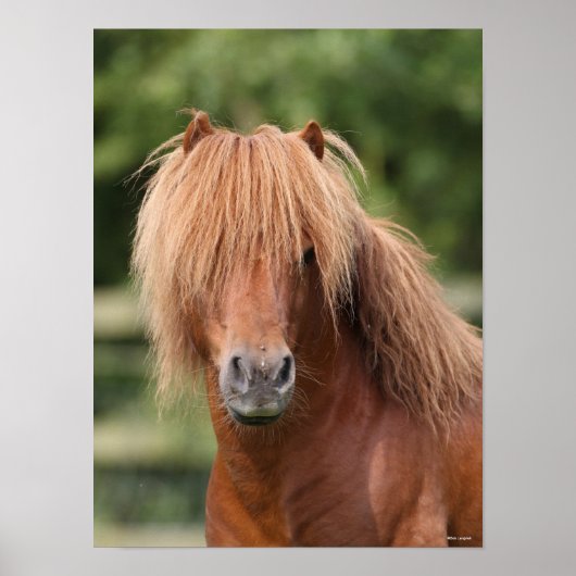 Chestnut Shetland Pony Stallion headshot Poster (Voorkant)