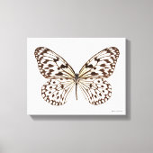 Chestnut Tiger Butterfly Canvas Afdruk (Voorkant)