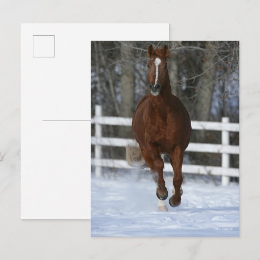 Chestnut Trakehner Stallion in de sneeuw Briefkaart (Voorkant / Achterkant)