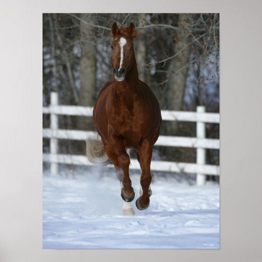 Chestnut Trakehner Stallion in de sneeuw Poster (Voorkant)