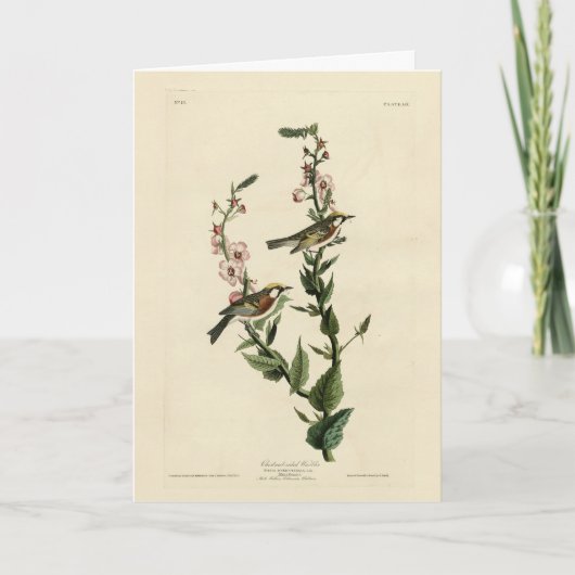 Chestnut Warbler, Amerikaanse vogels Kaart (Voorkant)