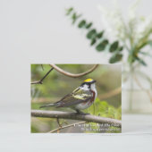 Chestnut Warbler Briefkaart (Staand voorkant)