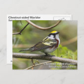 Chestnut Warbler Briefkaart (Voorkant / Achterkant)