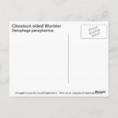 Chestnut Warbler Briefkaart (Achterkant)