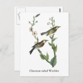 Chestnut Warbler, John Audubon Briefkaart (Voorkant / Achterkant)