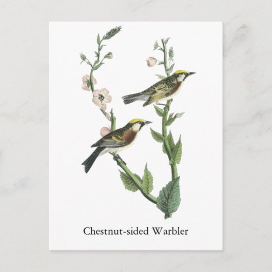 Chestnut Warbler, John Audubon Briefkaart (Voorkant)