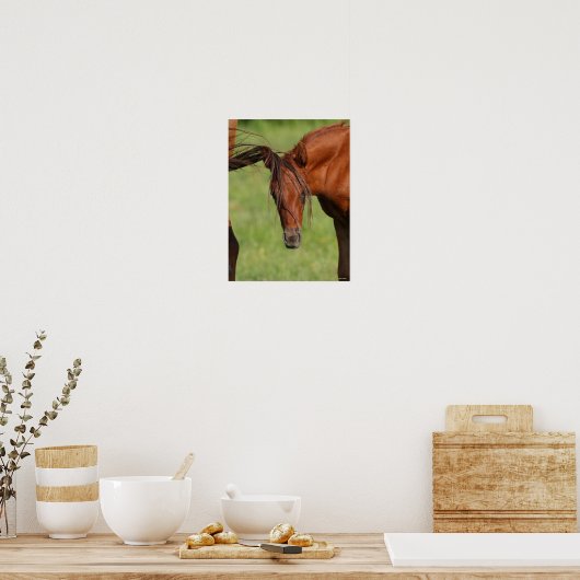 Chestnut Warmblood Foal with Tail on Head Poster (Keuken)