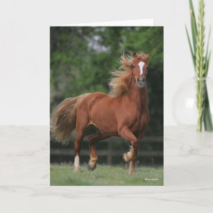 Chestnut Welsh Pony Mane en Tail stromend Kaart