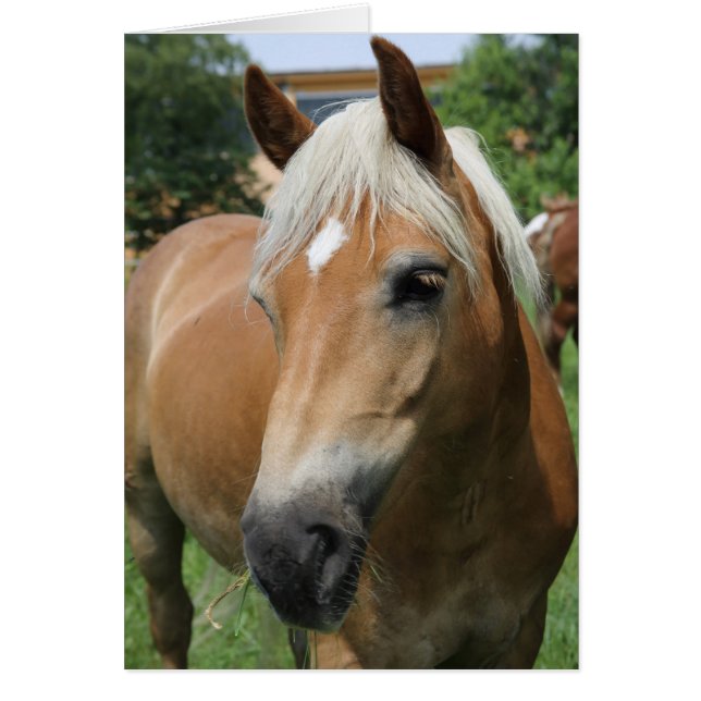 cheval (Devant)