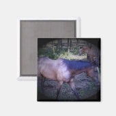 Cheval 2 aimant (Recto/Verso)