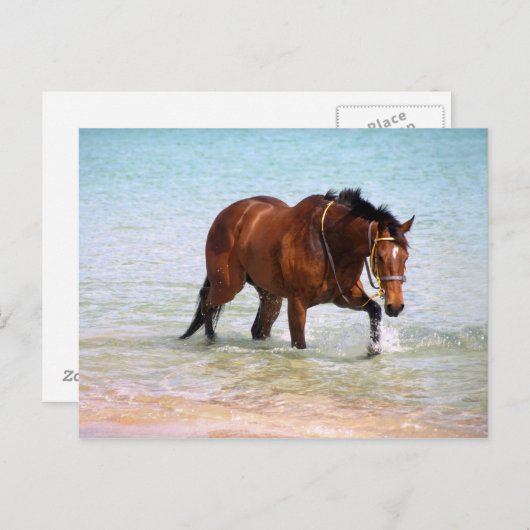 Cheval à la plage Carte postale (Devant / Derrière)
