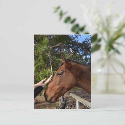 Cheval Amis Forever, Carte Postale (Debout devant)