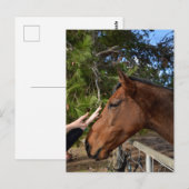 Cheval Amis Forever, Carte Postale (Devant / Derrière)