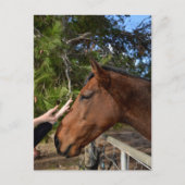 Cheval Amis Forever, Carte Postale (Devant)