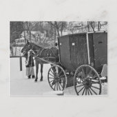 Cheval Amish et carte postale Buggy (Devant)