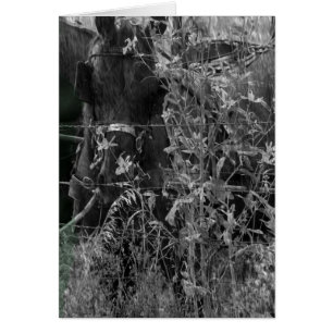 Cheval Amish Grunge noir et blanc