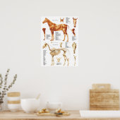 Cheval Anatomie Poster Muscles et os 18 X 24 (Cuisine)