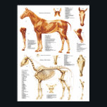 Cheval Anatomie Poster Muscles et os 18 X 24<br><div class="desc">Affiche d'anatomie du cheval montrant les muscles superficiels, le squelette et les gros plan sur le crâne et la jambe.</div>