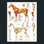 Cheval Anatomie Poster Muscles et os 18 X 24<br><div class="desc">Affiche d'anatomie du cheval montrant les muscles superficiels,  le squelette et les gros plan sur le crâne et la jambe.</div>