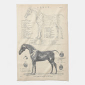 Cheval Anatomie Thé Serviette (Vertical)