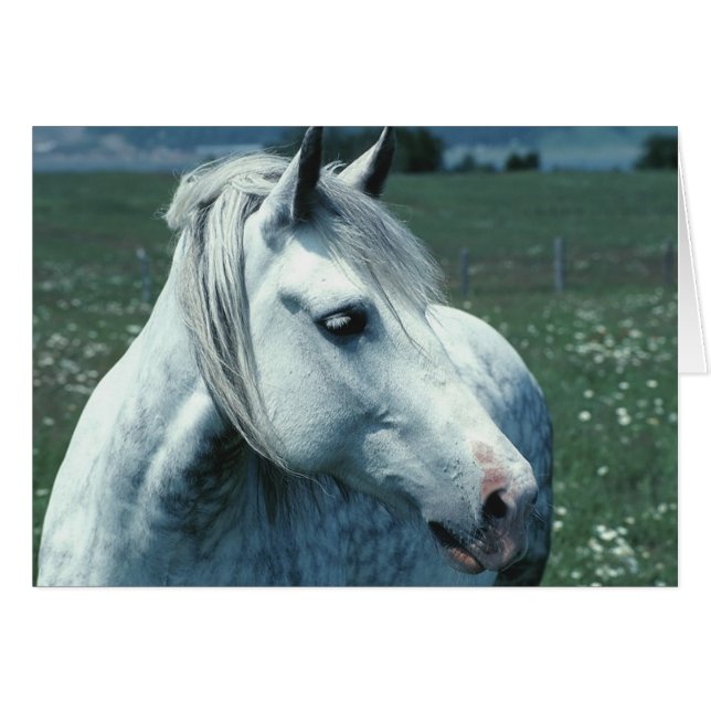 Cheval arabe (Devant horizontal)