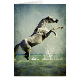 Cheval arabe dans l'eau