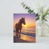 Cheval au coucher de soleil sur la carte postale c (Debout devant)