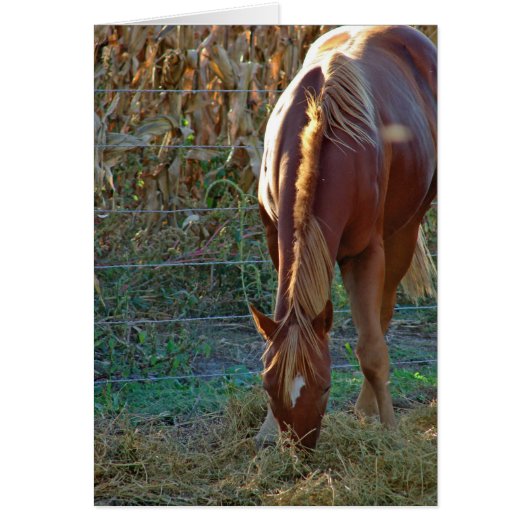 Cheval au coucher du soleil (Devant)